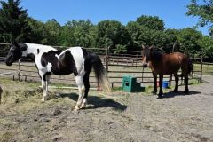 Equine-Assisted-Therapy-3-20240519_103240