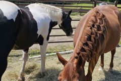 Equine-Assisted-Therapy-5-20240519_130325